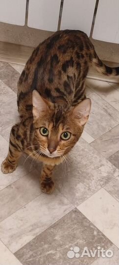 Бенгальский котенок