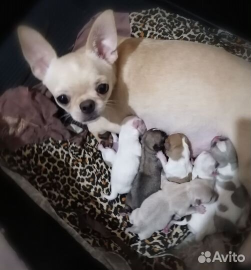 Красотульки