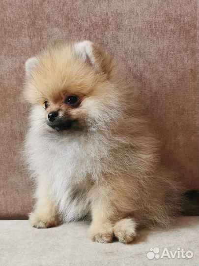 Мини померанцы