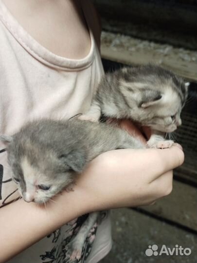 Кошки в добрые руки бесплатно