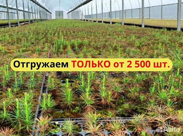 Саженцы ели окс от производителя