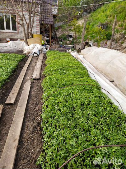 Рассада помидор