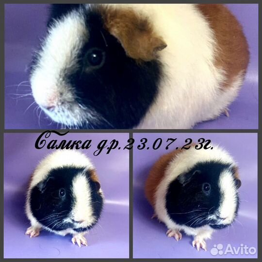 Морские свинки из Питомника (самки)