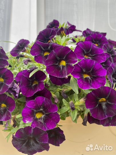 Вегетативка Доставка Петуния Сурфиния Алиссум