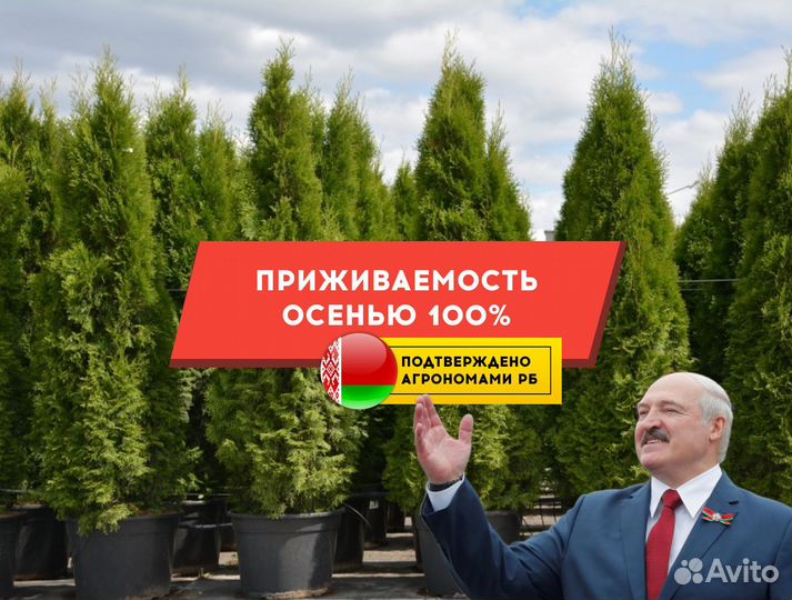 Туи Брабант Экстра качества