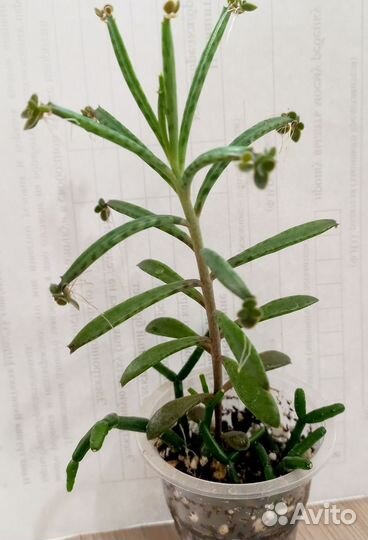 Суккуленты