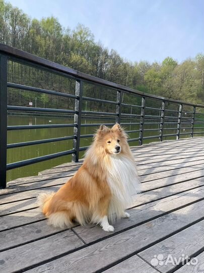 Кинолог. Воспитание, корректировка поведения