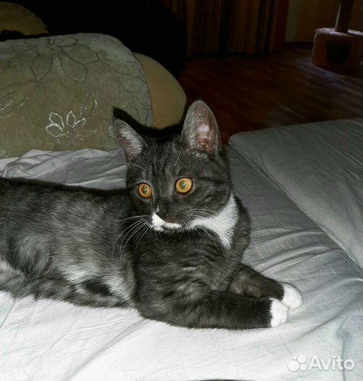 Котик по имени Каспер