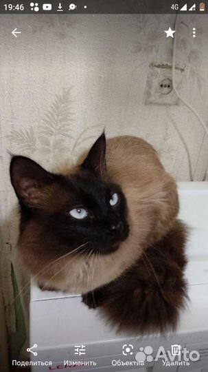 Кот на вязку
