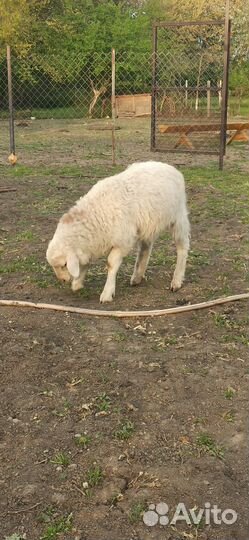 Овцы бараны ягнята