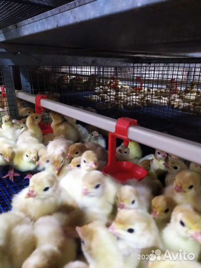 Индюшата подрощенные