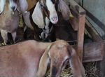 Породистые козы молочные