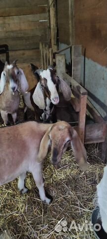Породистые козы молочные объявление продам