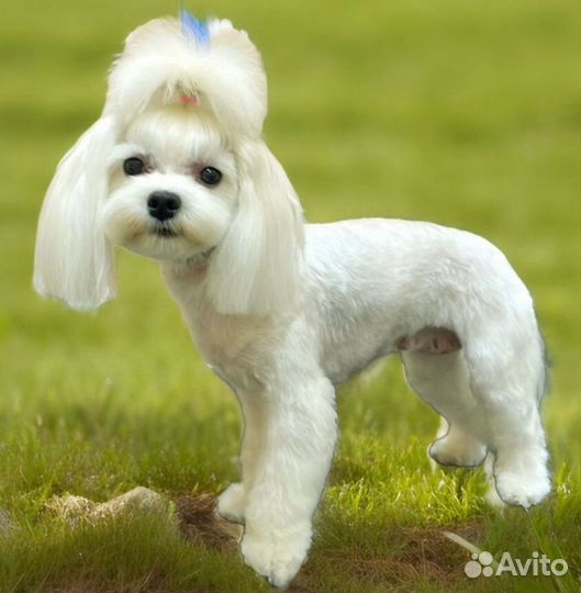 Мальтийская болонка мальчик