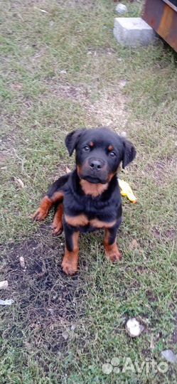 Ротвейлер щенки