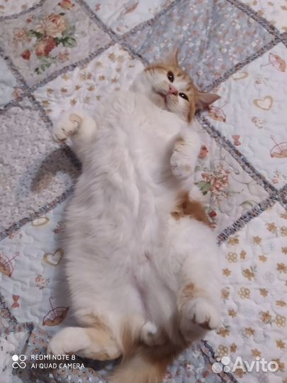 Отдам бесплатно котика