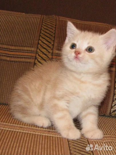 Британские котята