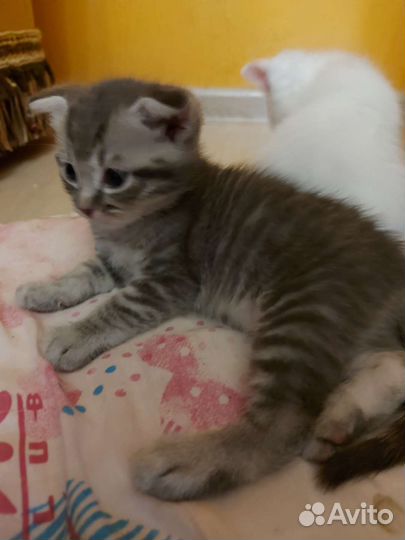 Британская кошка в дар