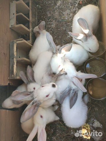 Кролики Калифорнийские (дачные) / Мясо кроликов