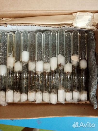 Муравьи вида messor structor