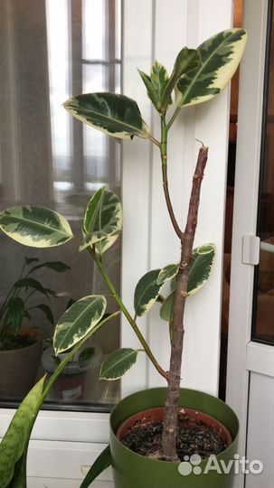 Комнатные растения