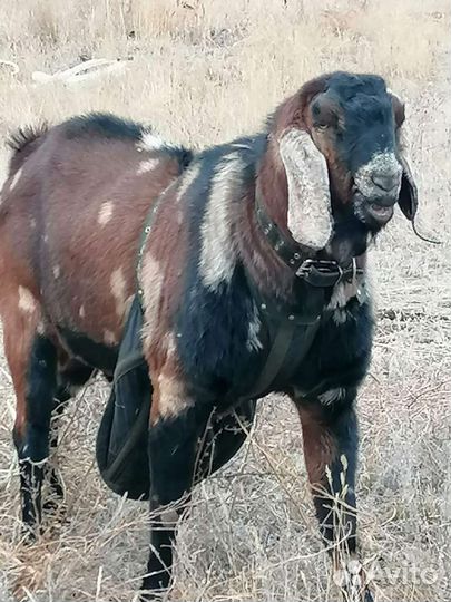 Англо нубийские козы