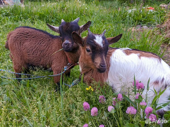 Камерунские козлята