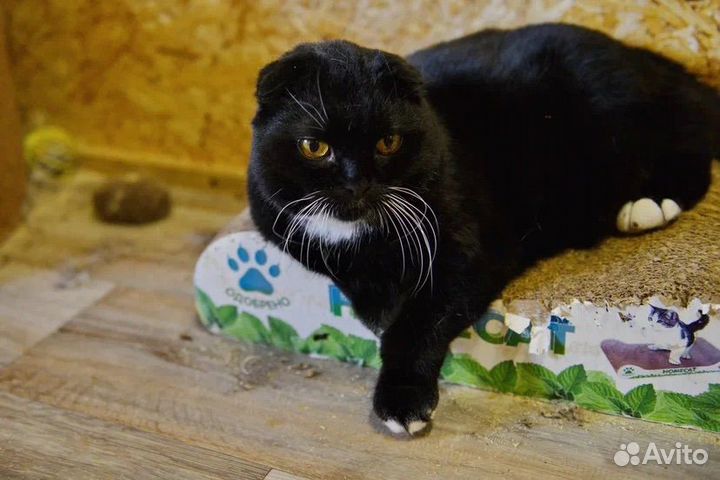 Тая, кошка, скоттишфолд