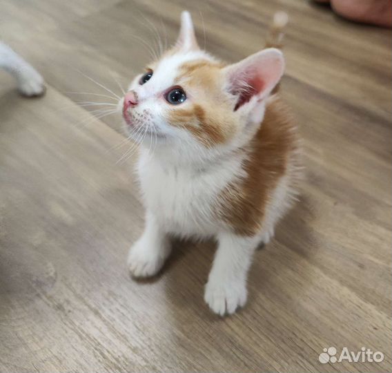 Кошка в дар