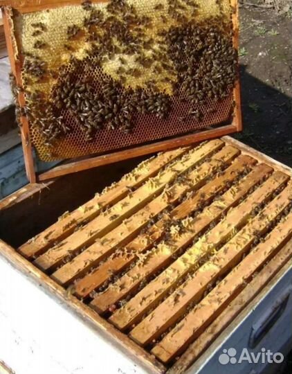 Продам пчелосемьи