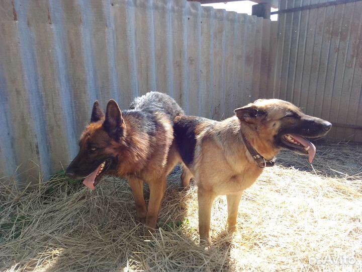 Щенки немецкой овчарки