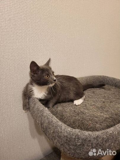 Котёнок ищет дом
