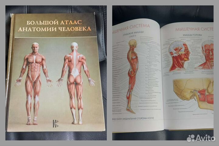 Большой атлас анатомии человека