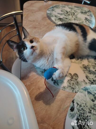 Кошечка в добрые руки