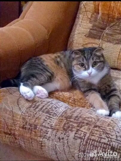 Шотландские