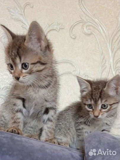 Котята в добрые руки даром