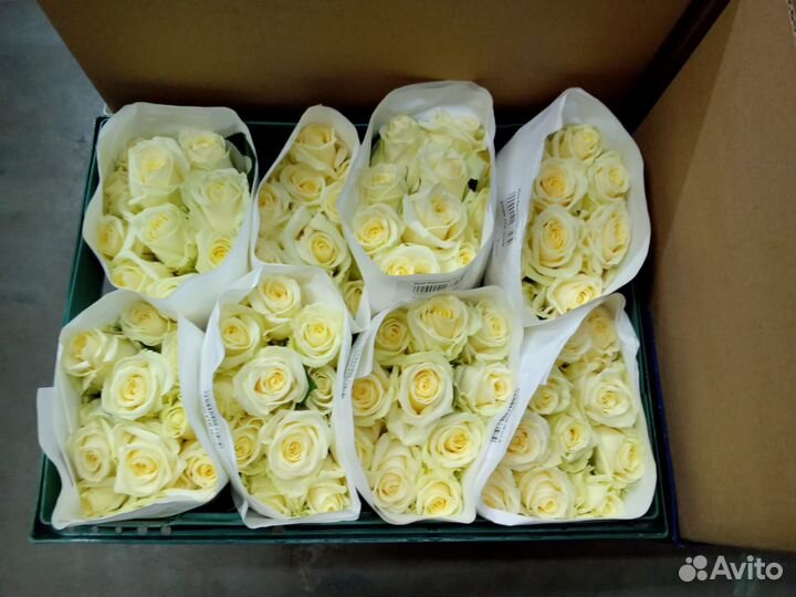 Цветы (розы) оптом