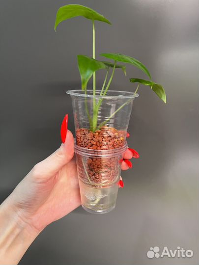 Алоказия гагеана