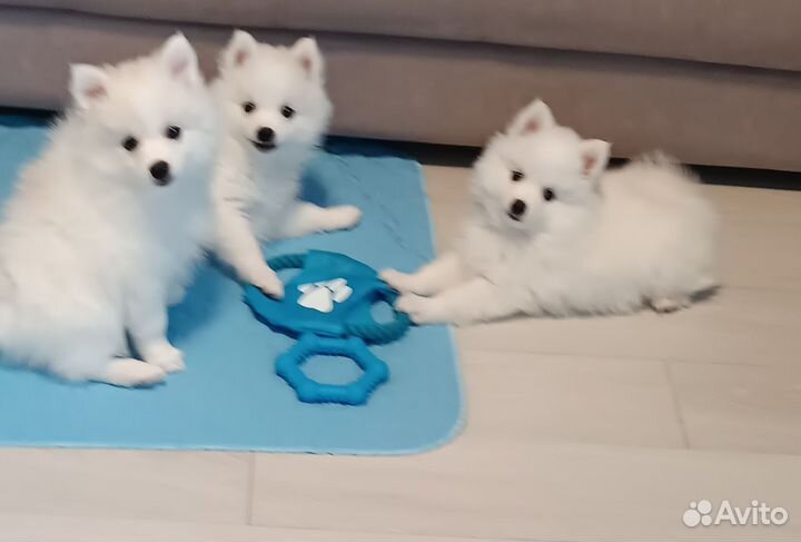 Японский шпиц