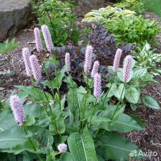 Многолетники Горец змеиный Суперба