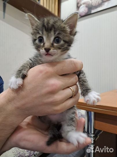 Котята в добрые руки мальчики