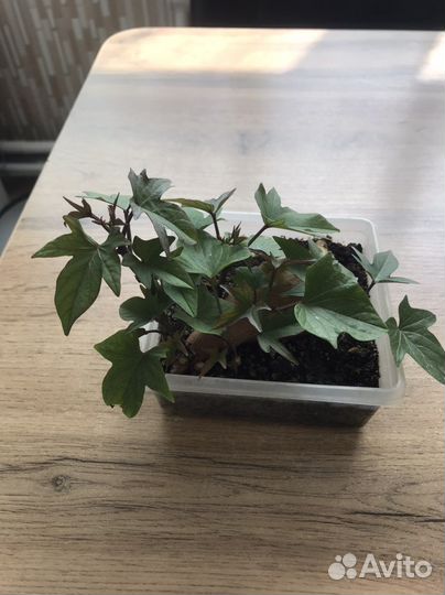 Батат рассада