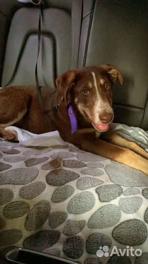 Собака в добрые руки отдам бесплатно