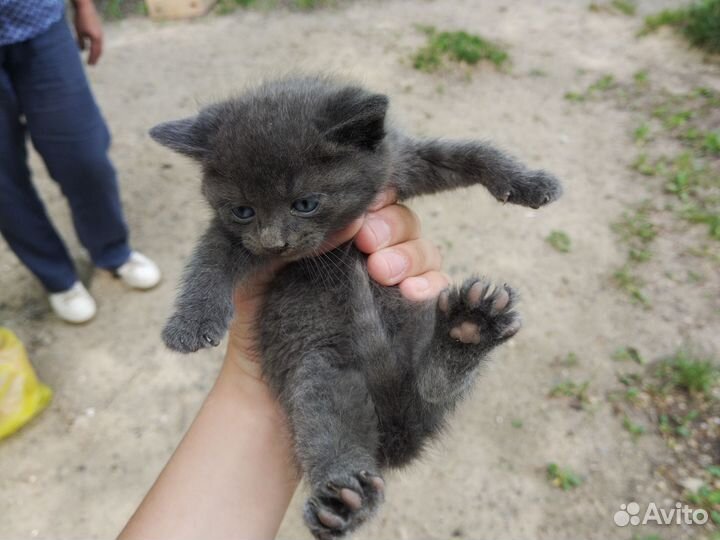 Котята в добрые руки 1 месяц