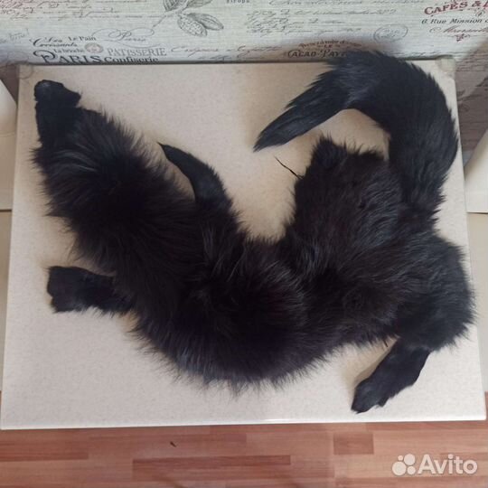 Чулок чернобурой Лисы (шкурка)