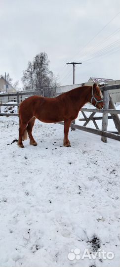 Лошади, лошадь