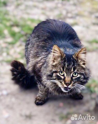 Выкинули кота шикарного