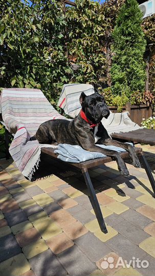 Девочка кане корсо бесплатно в хорошие руки