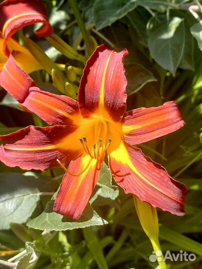 Лилейники и лилии