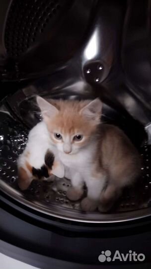 Котята в добрые руки 1 месяц